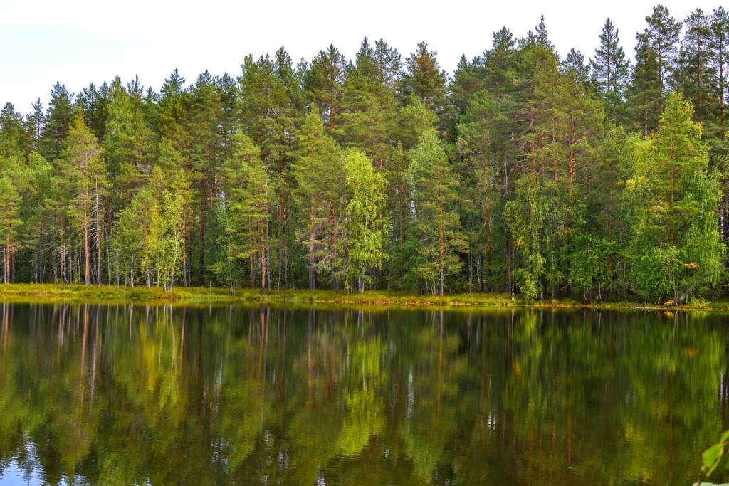 древесина для лестниц