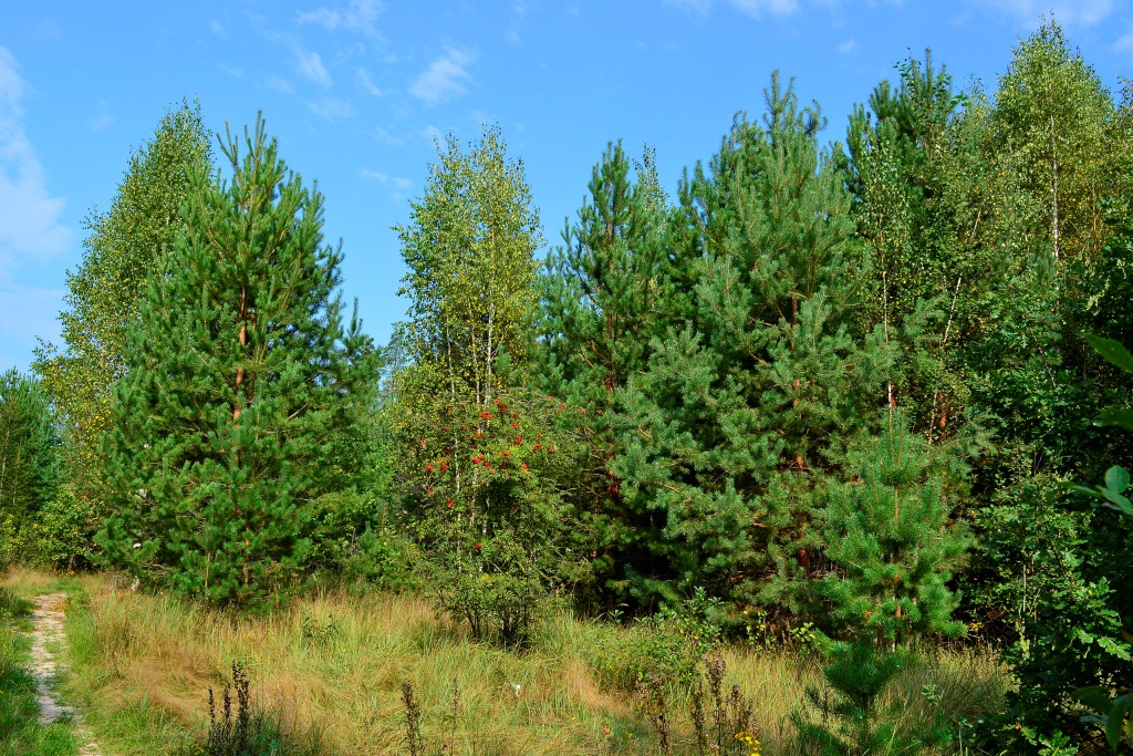 Сосна, берёза, ель, дуб - основные породы Центральной полосы России _dsc0191_0.jpg